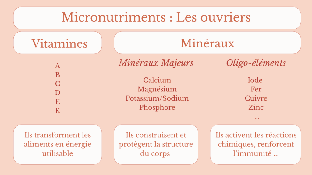 Lire la suite à propos de l’article Vitamines et Minéraux : Les ouvriers invisibles de votre vitalité