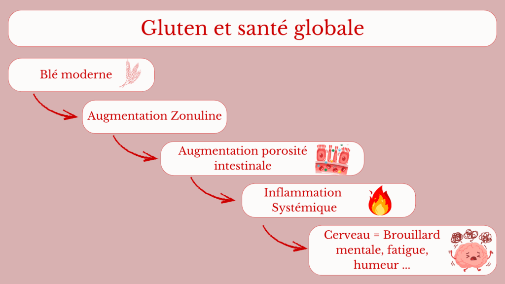 Lire la suite à propos de l’article Gluten et santé : intestin, cerveau et inflammation, que faut-il vraiment savoir ?