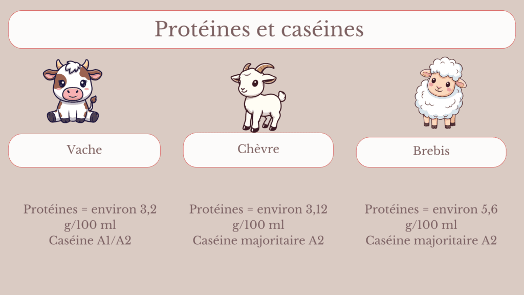 Lire la suite à propos de l’article Produits laitiers, caséine et santé : lait de vache, chèvre, brebis, que choisir