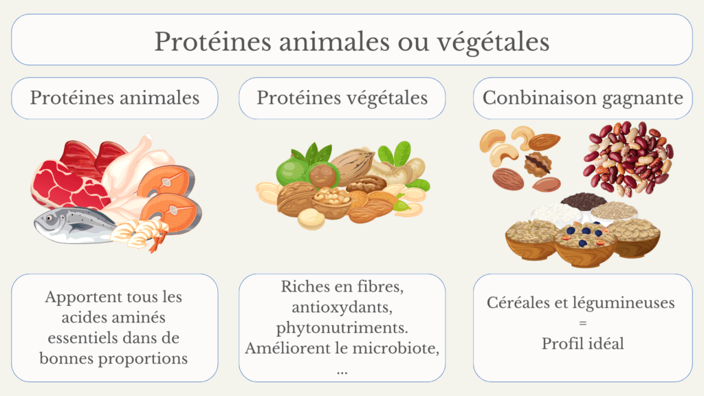 Lire la suite à propos de l’article Protéines animales ou végétales : Lesquels choisir et comment les associer